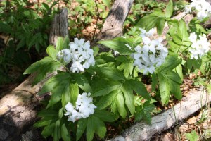 Cardamine heptaphylla (1200 x 801)